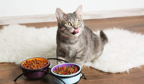 cat-with-food-scaled