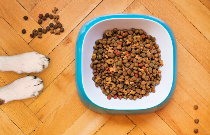 How To Transition Your Dog Onto Raw Food