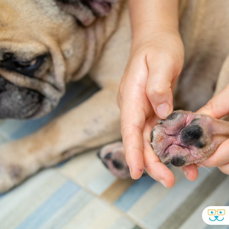 Picture of How Can Raw Feeding Help Dogs With Allergies And Rashes