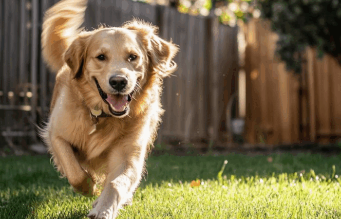 How to Transition Your Dog to a Raw Food Diet: A Step-by-Step Guide